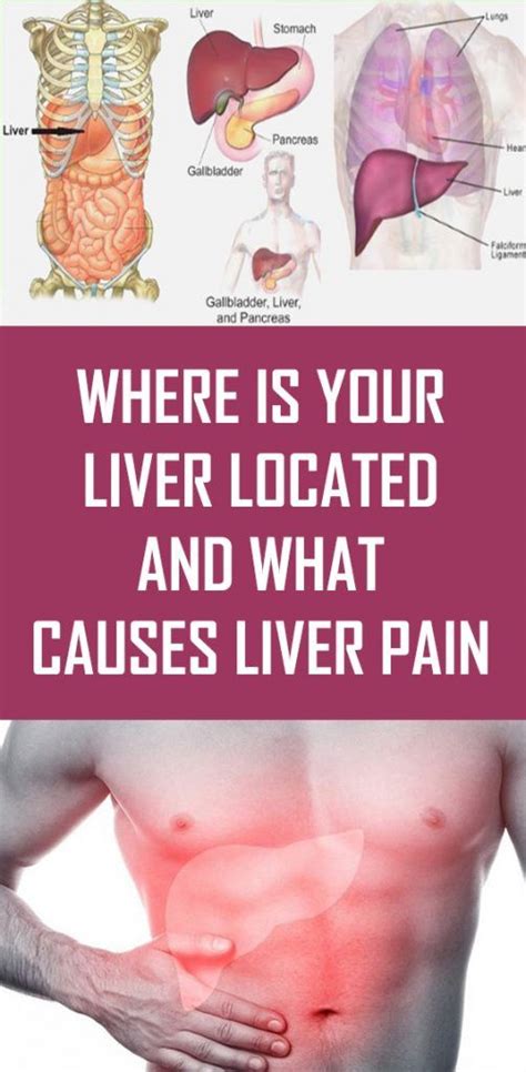 Liver Pain Location Diagram Photos