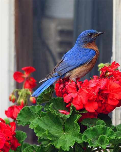 Eastern Bluebird On A Red Geranium Birds And Blooms