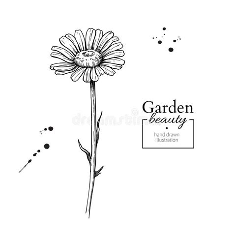 Daisy Flower Drawing Vector Hand Drawn Floral Bouquet Chamomile Stock