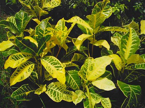 What Are Types Of Ornamental Plants Ornamental Growing Tumbuh Syarat Miana Bunga Tanaman