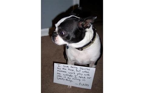 29 Hilarious Photos Of Dogs Being Shamed For Their Adorable Crimes