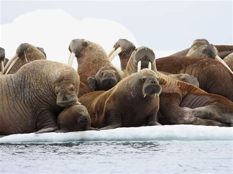 Four Alaskan Men Charged For Killing Walrus For Their Tusks And Causing