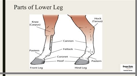 Equine Tarsal Anatomy