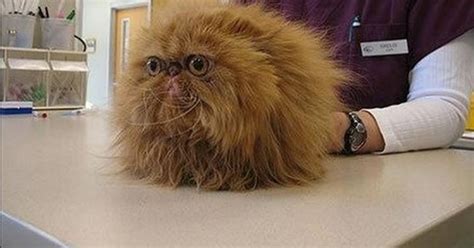 Maybe you would like to learn more about one of these? True story: the furball inside a woman's vagina
