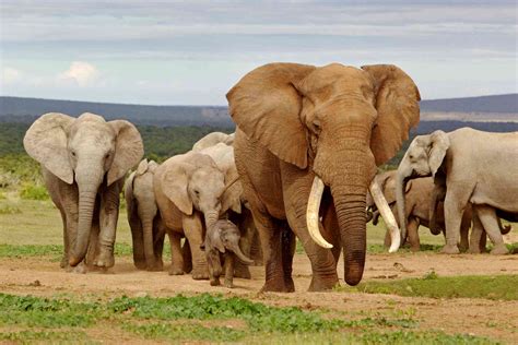 The Top Places To See Elephants In Africa