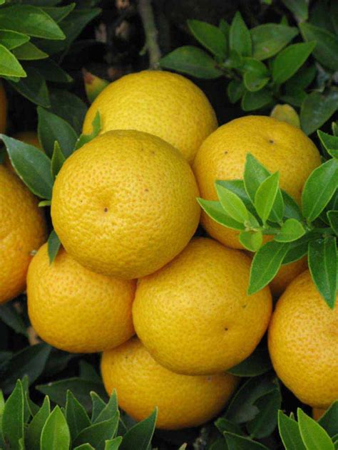 Citrus ID: Fact Sheet: Large Chinotto