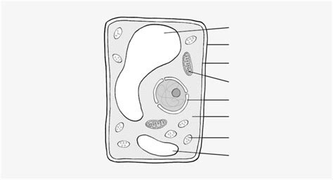 We did not find results for: Natural Sciences Grade - Basic Plant Cell Not Labeled PNG ...