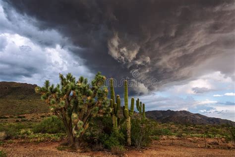 Joshua Tree And Saguaro Cactus With Dramatic Storm Clouds In The