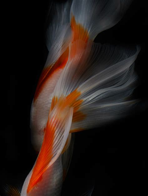 Goldfish Still Life Photography Hiroshi Iwasaki The