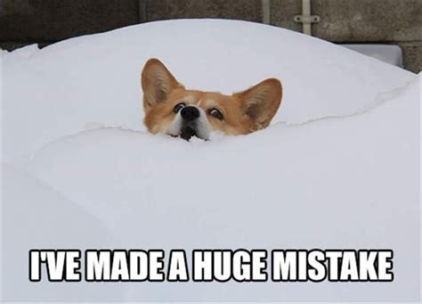 285 Best Corgis In The Snow Images On Pinterest Corgi