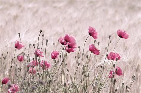 Pink Poppy Field Photograph By Tanja Riedel