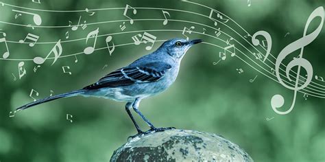 Spottdrossel Singt Wie Beethoven Oder Lamar Singvogel Folgt ähnlichen