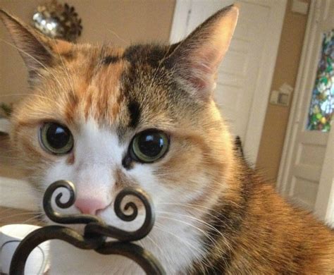 Mr Mustache Calico Kitty Cat Funny Faxo