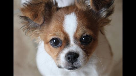 Shih Tzuchihuahua~perfect Shichi Puppy~willow 5 Months