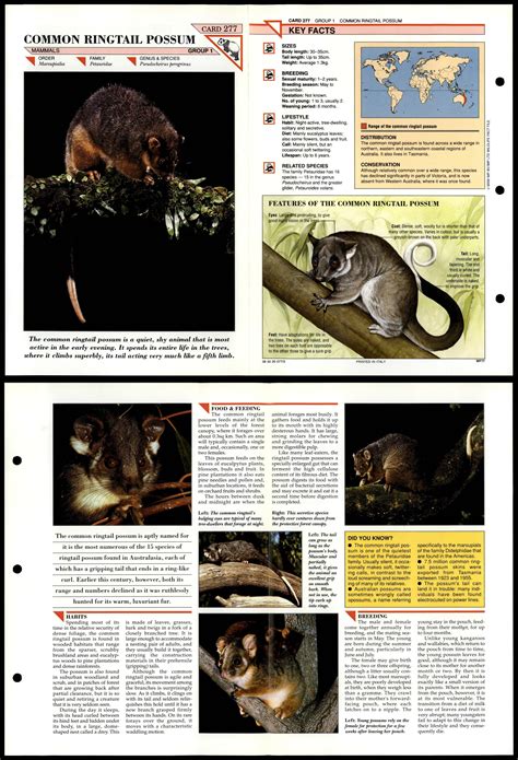 Common Ringtail Possum 277 Mammals Wildlife Fact File Fold Out Card