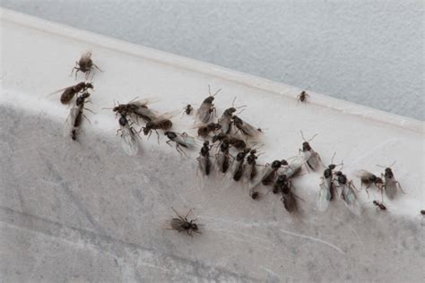 They are extremely annoying, and they seem. Flying ants are taking over Ireland right now, and here's why