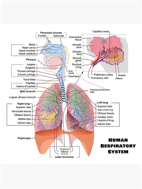Human Respiratory System Diagram Art Print By Allhistory Redbubble