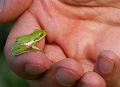 The Georgia Green Tree Frog Is Also Known As The American Green Tree