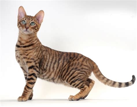 Bengal cats of world 🐆. Hybrid Cat Breeds | Exotic House Cat