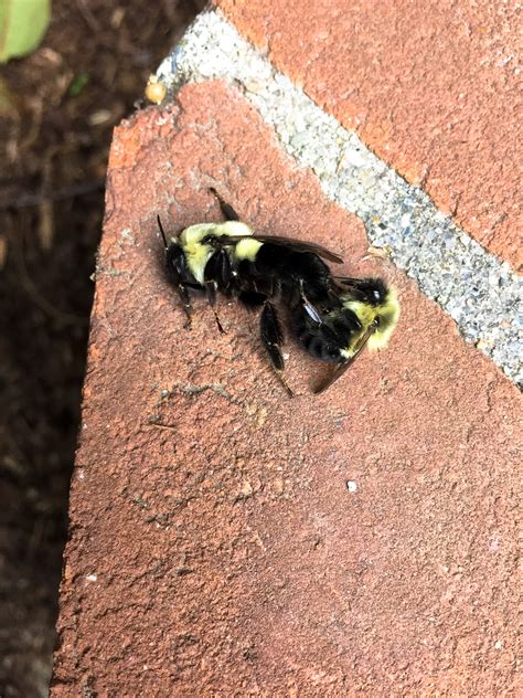 Mating Bumblebees A Rare Glimpse Tillys Nest