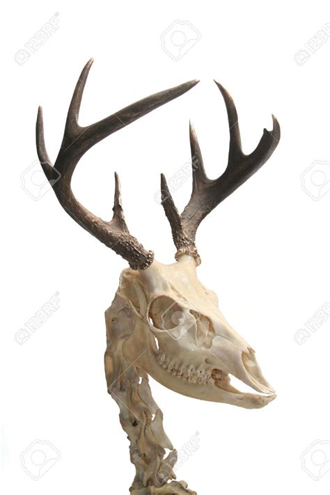 Deer Skull Images Stock Pictures Royalty Free Deer Skull Photos And