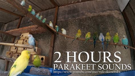 Hour Parakeet Chirping Budgie S Sounds July Youtube