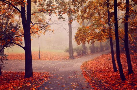 Autumn Park Road Trees Fog Landscape Wallpaper 4928x3264