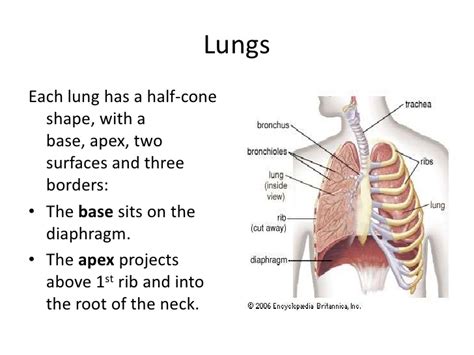 Base Of Lung Liberal Dictionary