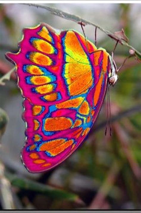 Beautiful Insects Pictures 27 Beautiful Butterflies Beautiful Bugs