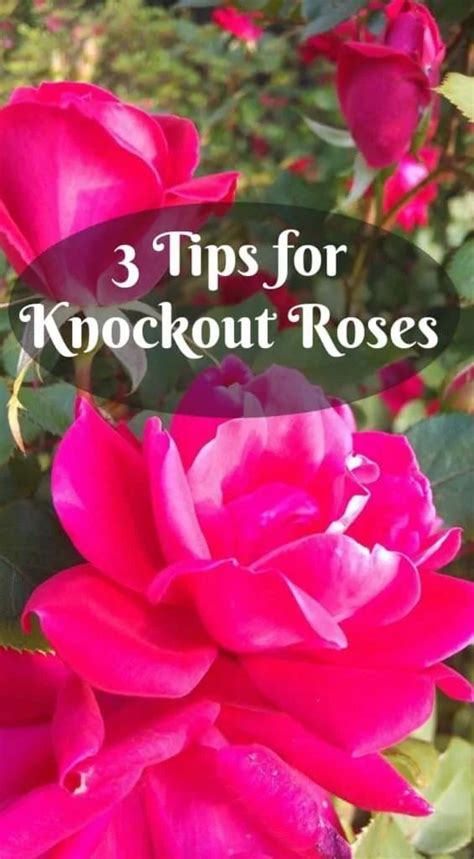 3 Care Tips For Knock Out Roses ~ Southern Gardening Gal Knockout