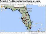 Pictures of Marijuana Growers In Florida
