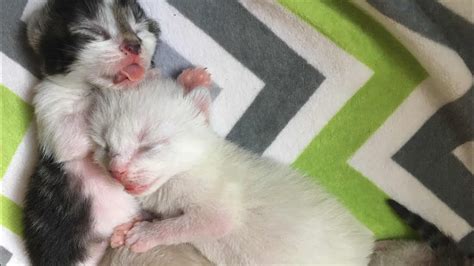 At 2 weeks of age, kittens' eyes will be fully open and baby blue. Scope's First Kitten to Open Eyes!! 7 Day Old Kittens ...