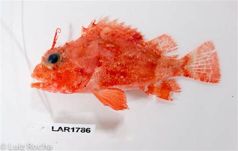 Several New Fish Species Discovered In Philippines
