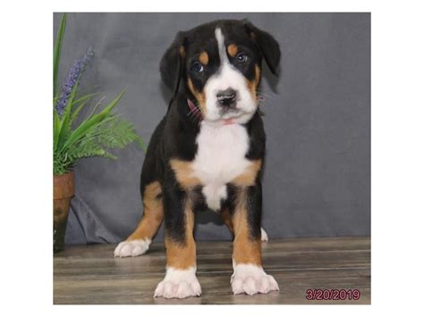 Greater Swiss Mountain Dog Dog Male Black White Red