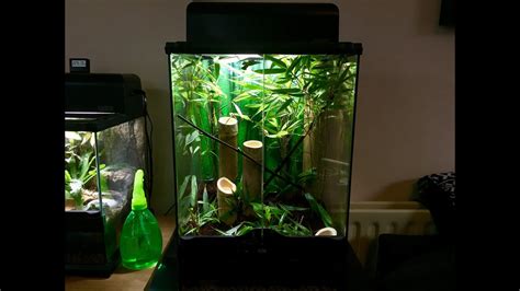 How To Setup A Bioactive Mantis Enclosure Bamboo Forest And Orchid
