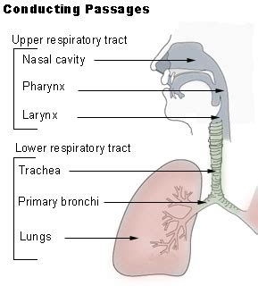 Upper respiratory infection (uri) symptoms, causes, treatments, and cure. Upper respiratory tract infection - wikidoc