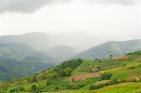 Landscape Green Mountains Forest With Rain Fog At Doi Chang Chiang Rai