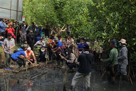 Tanam Mangrove Bareng Pelajar Ganjar Canangkan Ekowisata Mangrove
