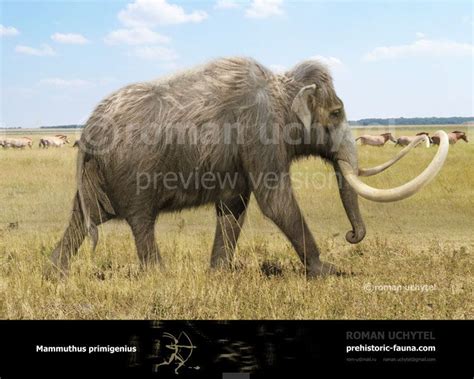 Woolly Mammoth Wooly Mammoth Prehistoric World Smilodon