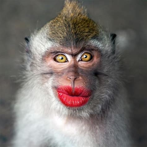 Pin By Sherri Justice On Bahahahaha Monkeys Funny Monkey