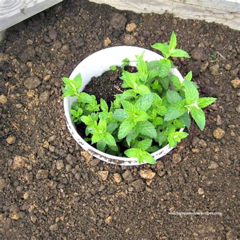 How To Grow Mint In Your Garden Without Spreading Walking On Sunshine
