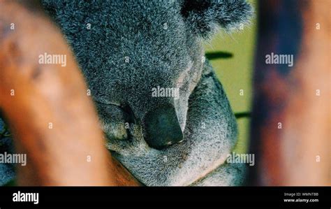 Close Up Of Koala Bear Sleeping In Zoo Stock Photo Alamy
