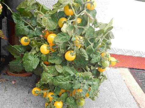 Yellow Canary Gelbe Buschtomate Tomate Ideal Für Den Balkon