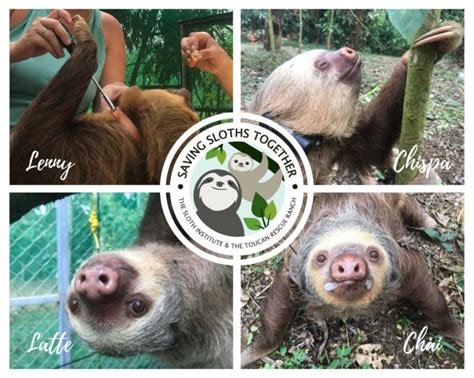 Saving Sloths Together Back In The Trees The Sloth Institute