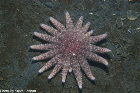 Sea Stars Able To Consume Kelp Eating Urchins Fast Enough To Protect