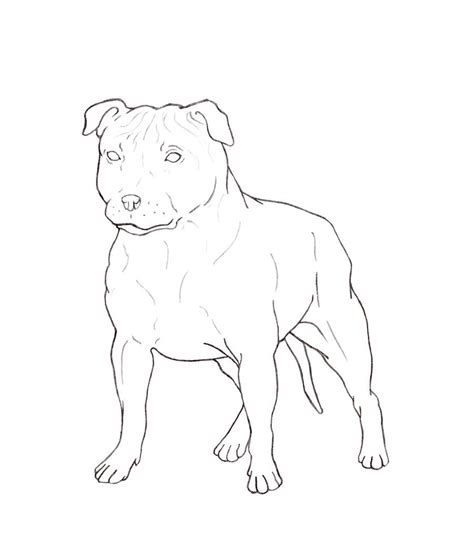 English Bull Terrier Drawing At Getdrawings Free Download