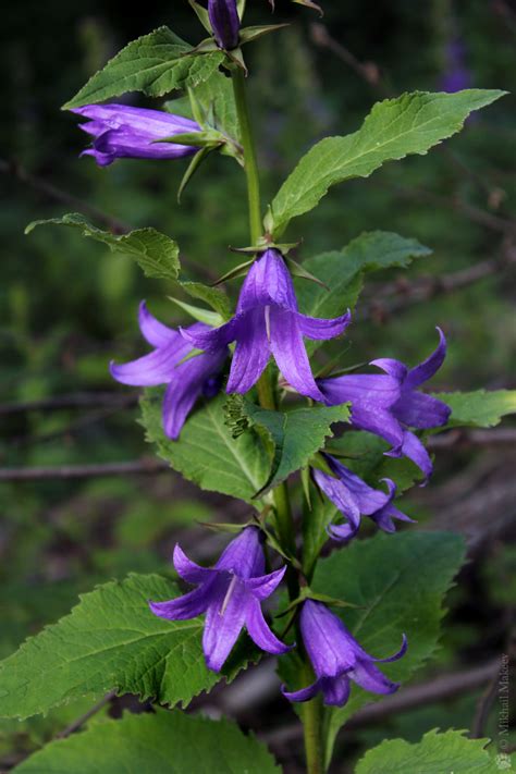 How tall does a campanula latifolia plant get? Campanula latifolia — Колокольчик широколистный | Wild ...