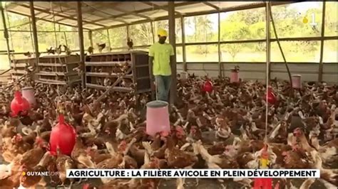 agriculture la filière avicole en plein développement youtube