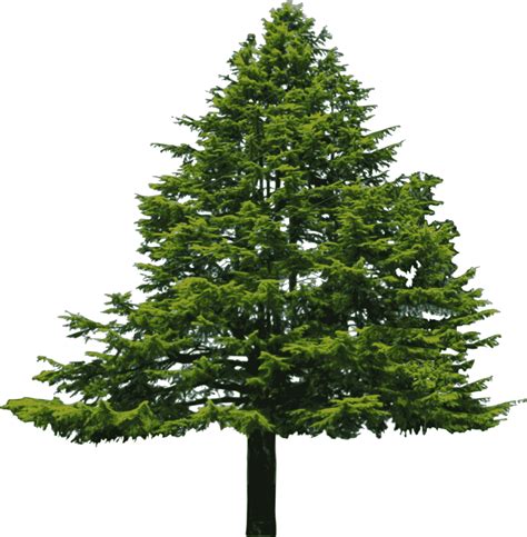 Wide Tree Png Transparent Wide Treepng Images Pluspng