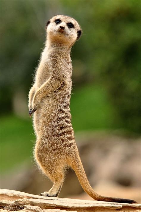 725 Best Meerkat Mania Images On Pinterest Animal Kingdom Adorable